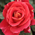Roșu - Trandafir pentru straturi Floribunda - Alcazar
